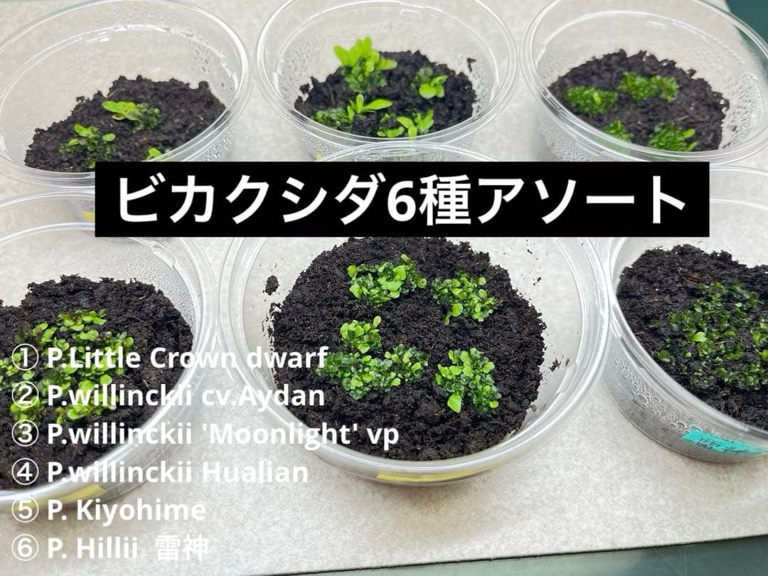 ビカクシダ アソート6種セット 前葉体 胞子体 スペーシング済み - メルカリ