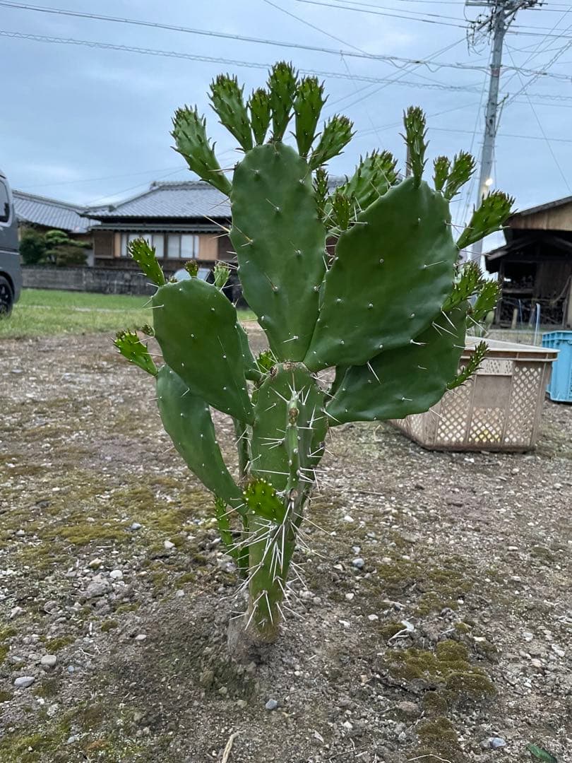 ウチワサボテン 木質化 枯木化 - メルカリ