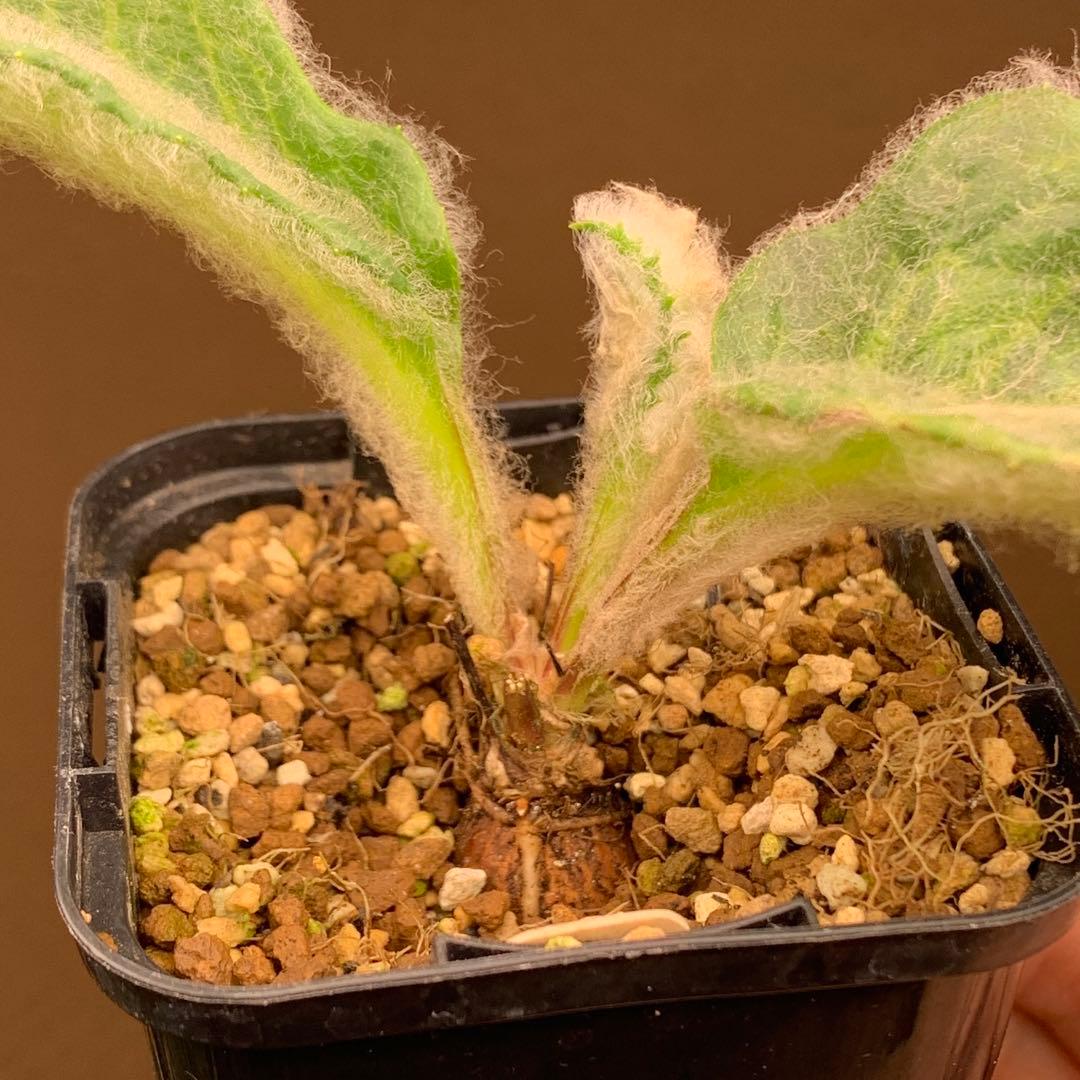 レア塊根！ オトンナ・ヘテロフィラ (ブルボーサ） 多肉植物 塊根植物