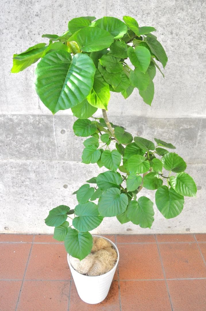 フィカス・ウンベラータ 150cm10号 S-shaped tree form - メルカリ