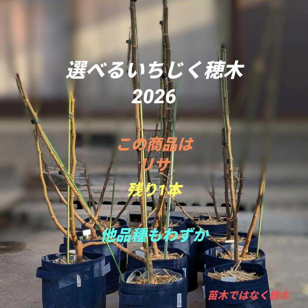 選べるいちじく イチジク 穂木(リサ)1本 他の品種も多数あり - メルカリ