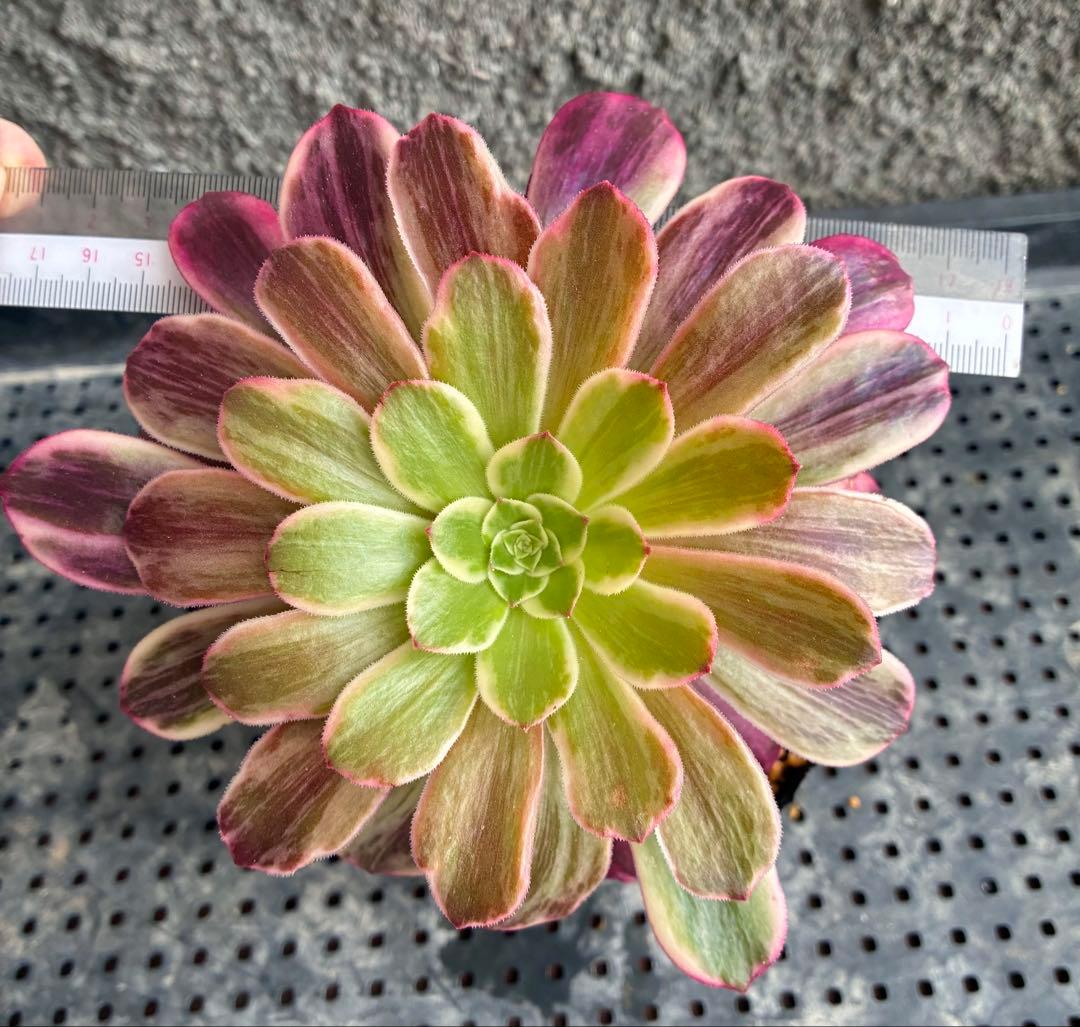 金糸雀錦 抜き苗 大苗 アエオニウム 多肉植物 - メルカリ