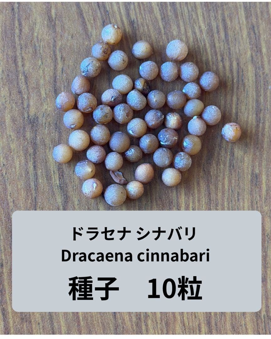 ドラセナシナバリ種子10粒 ドラセナ シナバリ | GREEN LUCK