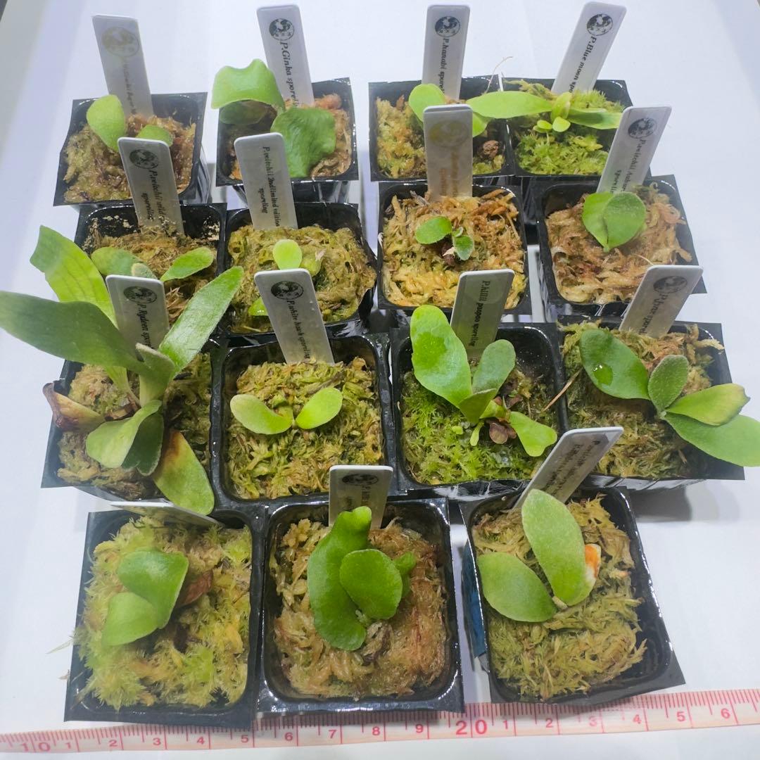 確認用 多肉植物リトープス/コノフィツム 荒玉系 コールナンバー付き