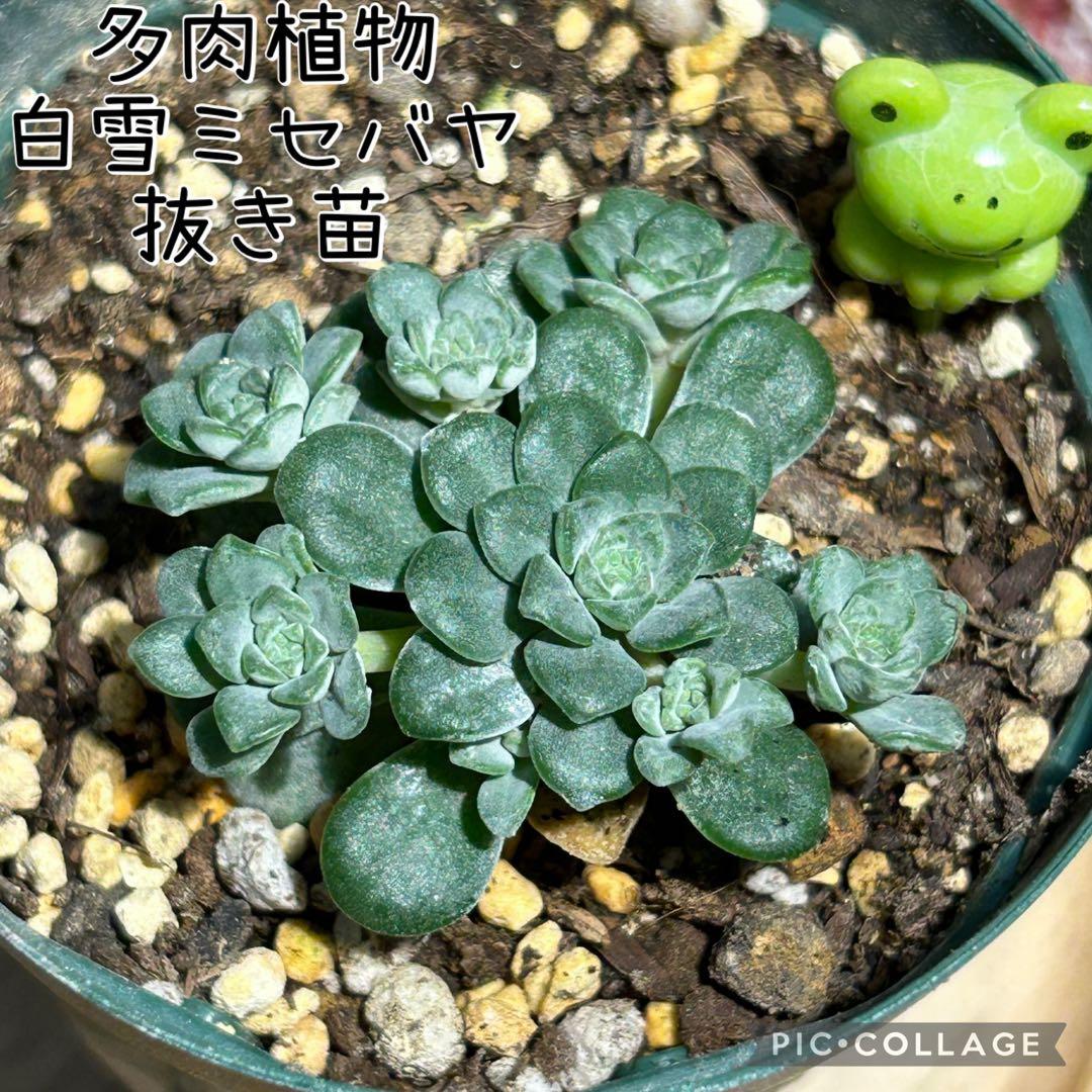 多肉植物 白雪ミセバヤ 抜き苗 根付き かえるさん - メルカリ