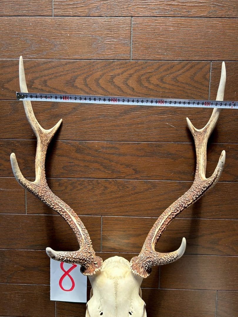 ⑧[1点もの] ハンティングトロフィー 鹿の角 頭蓋骨 日本鹿 スカル