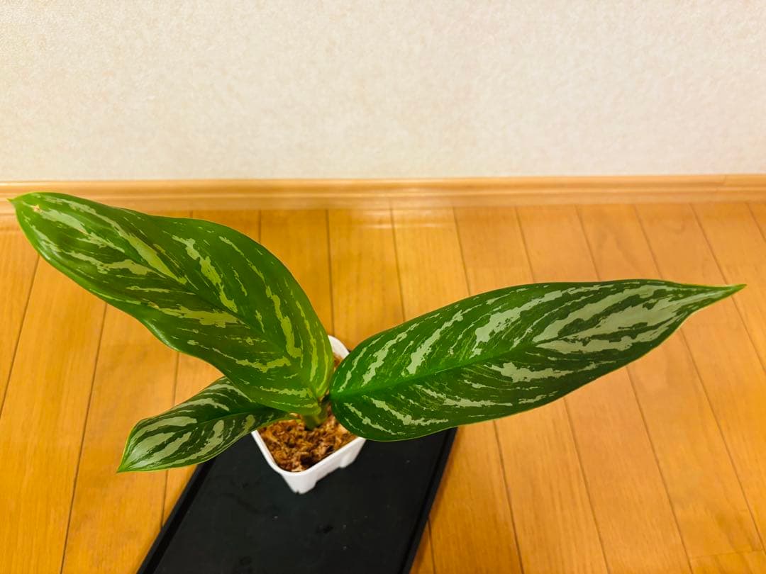 本物】美株 アグラオネマ カーティシー D株（管理番号） 葉傷あり赤枠