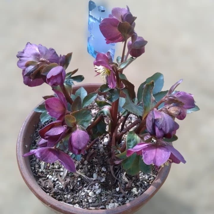 童仙房、氷の薔薇。アーリーレッド。紫色のヘレボルス 中型テラコッタ