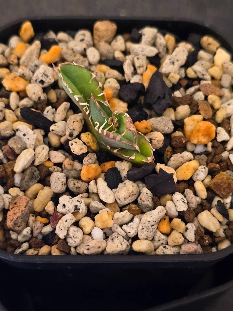 Agave IVORY W.A4 子株 発根済 訳アリ格安注意事項 ラスト - メルカリ