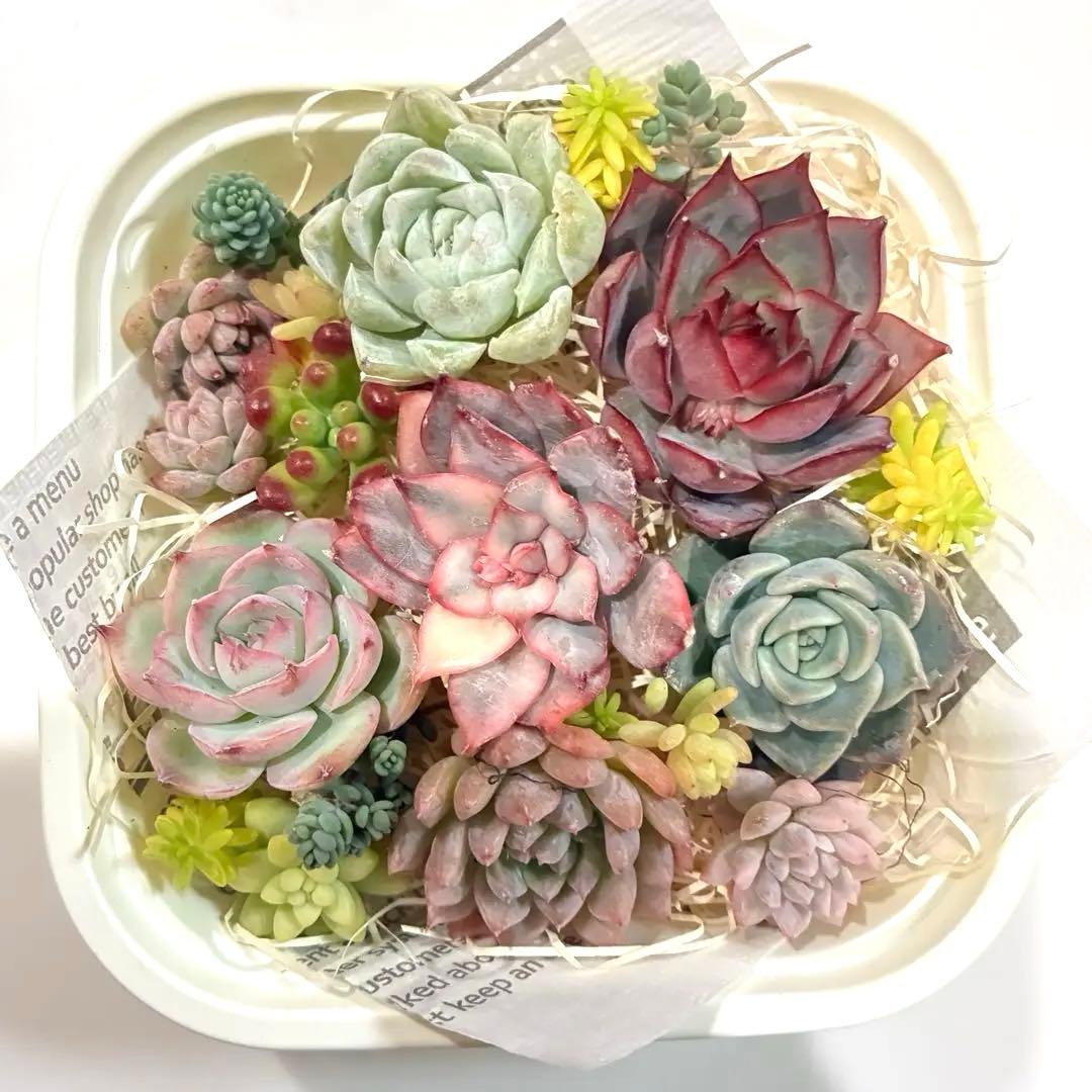 多肉植物 カット苗 詰め合わせ - メルカリ