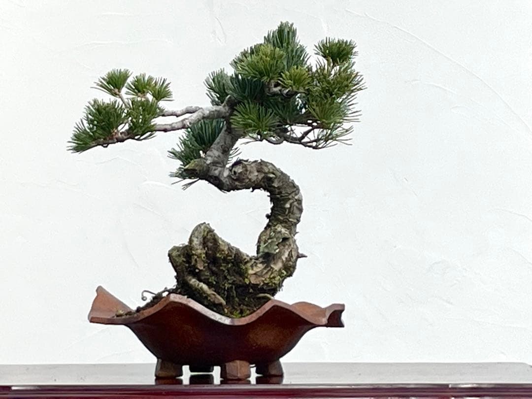 三河盆栽　五葉松　明星　盆栽　人気品種　古木 盆栽 特選：五葉松(明星)* 現品 ごようまつ ゴヨウマツ Goyoumatsu