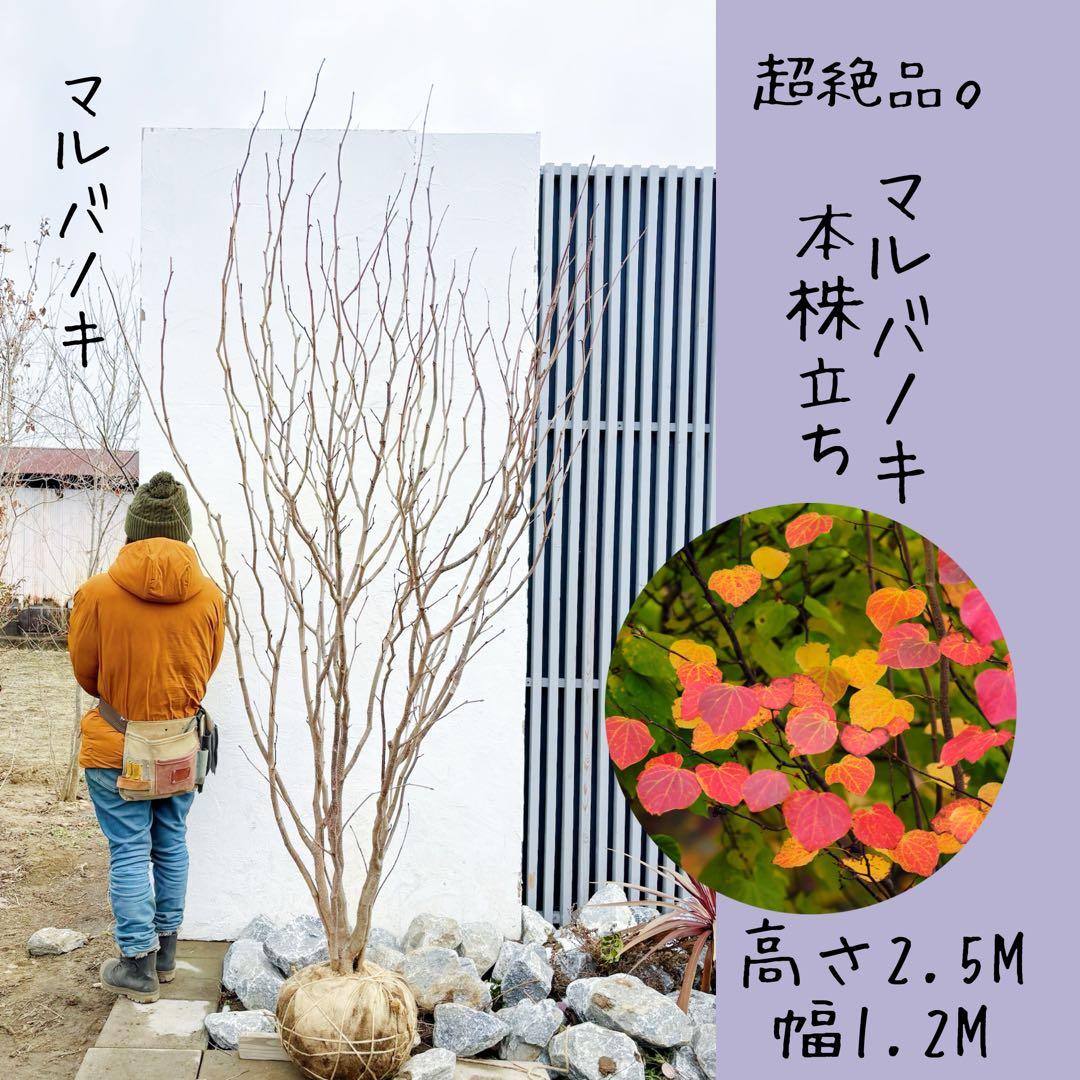 超絶品。マルバノキ本株立ち2.5M(鉢底から) 超絶品。マルバノキ本株立ち2.5M(鉢底から) - メルカリ