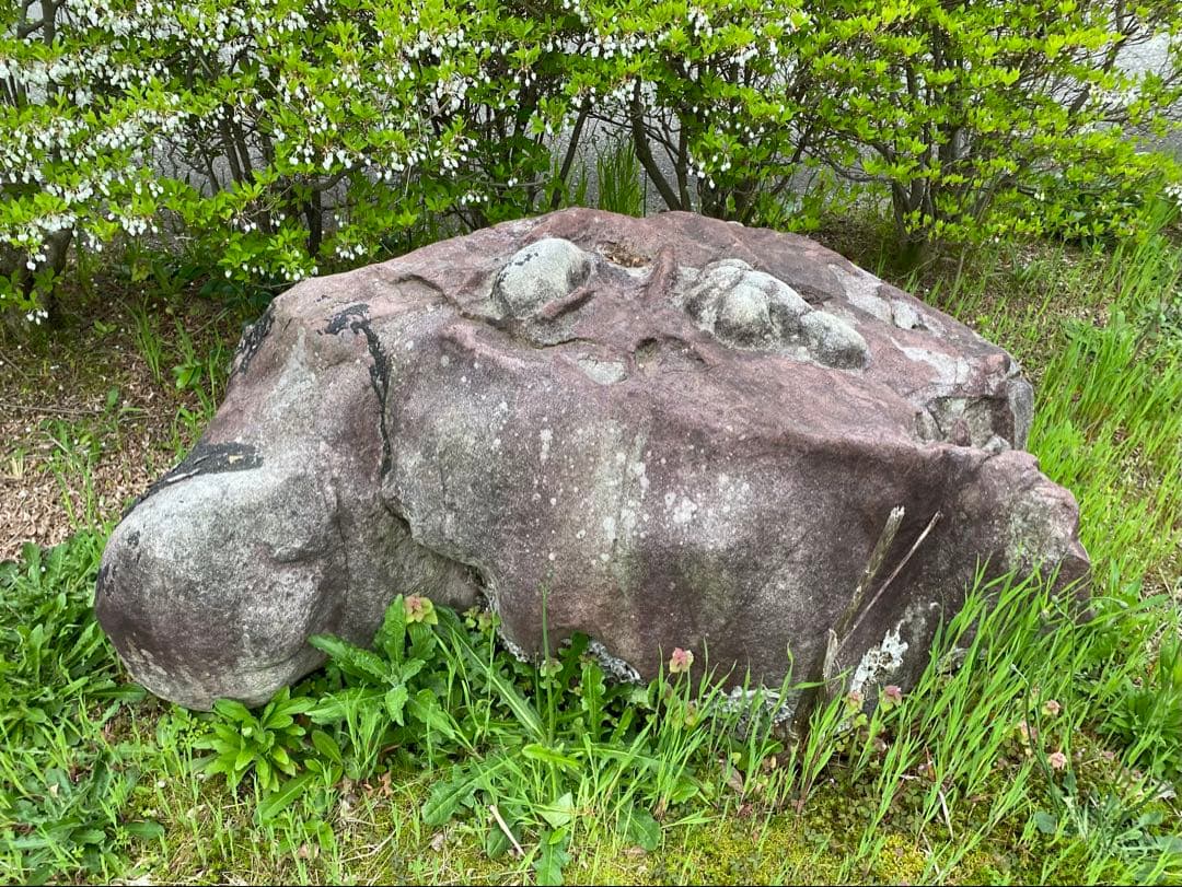 紫灰色 庭石 大 自然石 約130×70×55㎝【石川県引き取り】まとめ割 楽天市場】青砕石 60kg(20kg×3) 150mm〜300mm 庭石 大きめ 割栗石