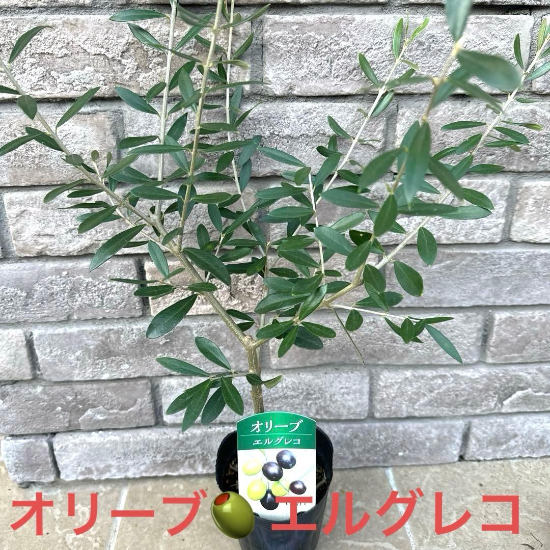 ① 希少 オリーブ エルグレコ 苗 品種ラベル付き 高さ70㌢程 ポット