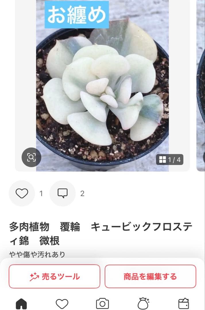 摘芯株 ノーブルレッド錦 、キュービックフロスティ錦 覆輪