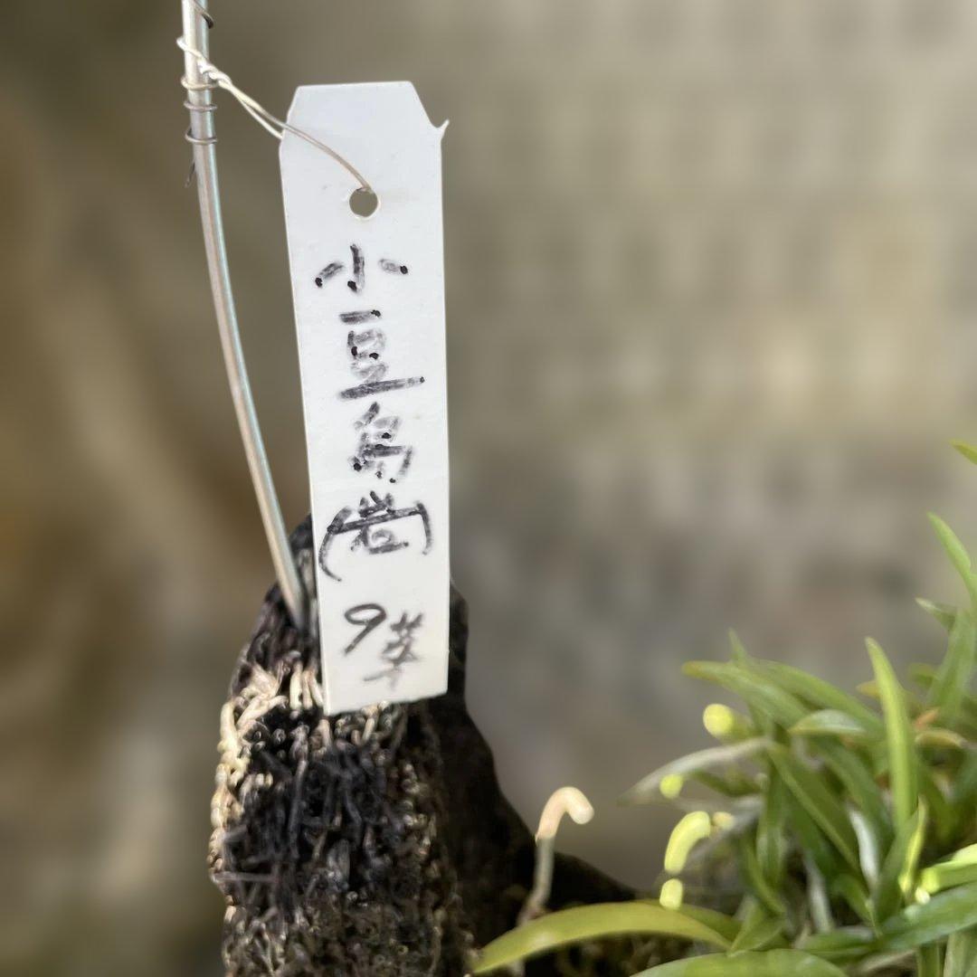 小豆島産風蘭吊り下げ式 9号 小豆島産風蘭吊り下げ式 9号