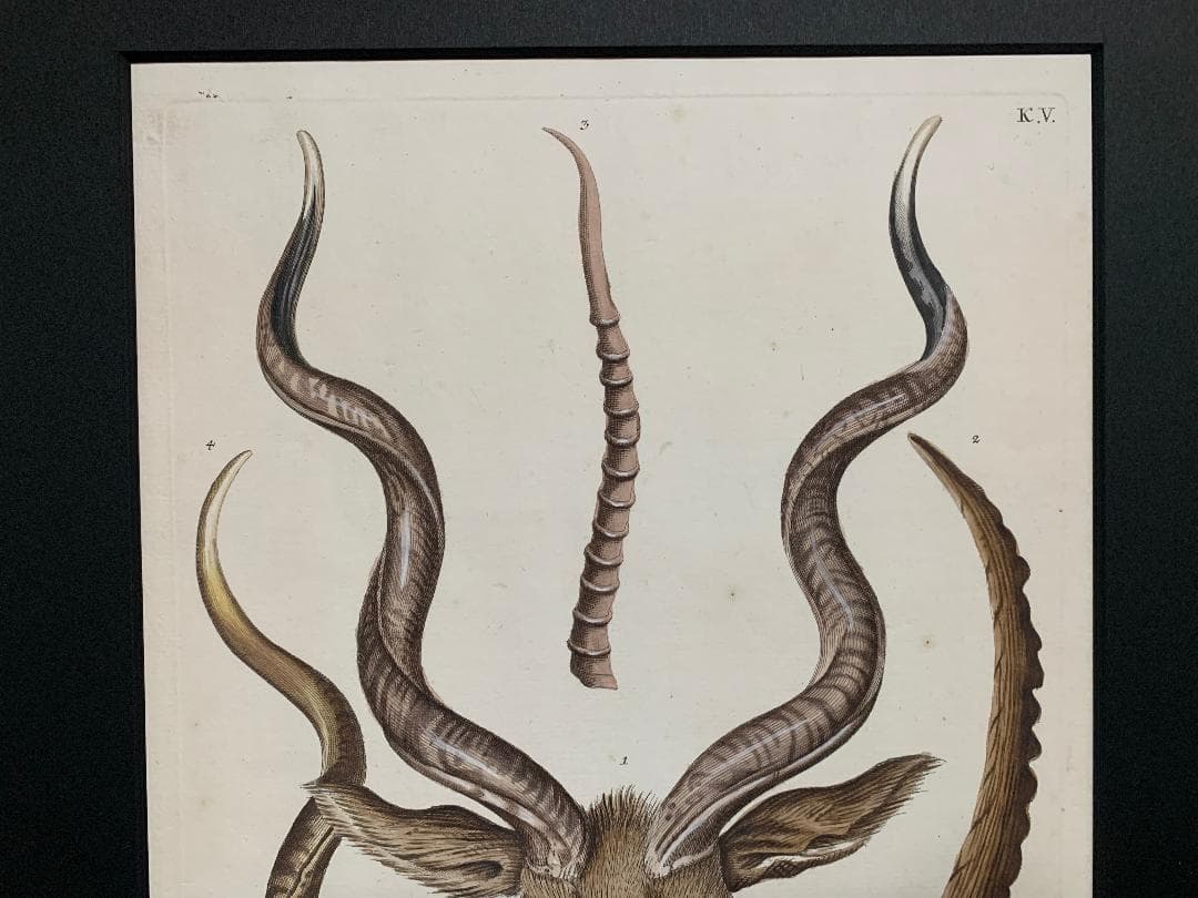 アンティーク ラインベルガー書『動物図解書の額』 中に燃え跡のある