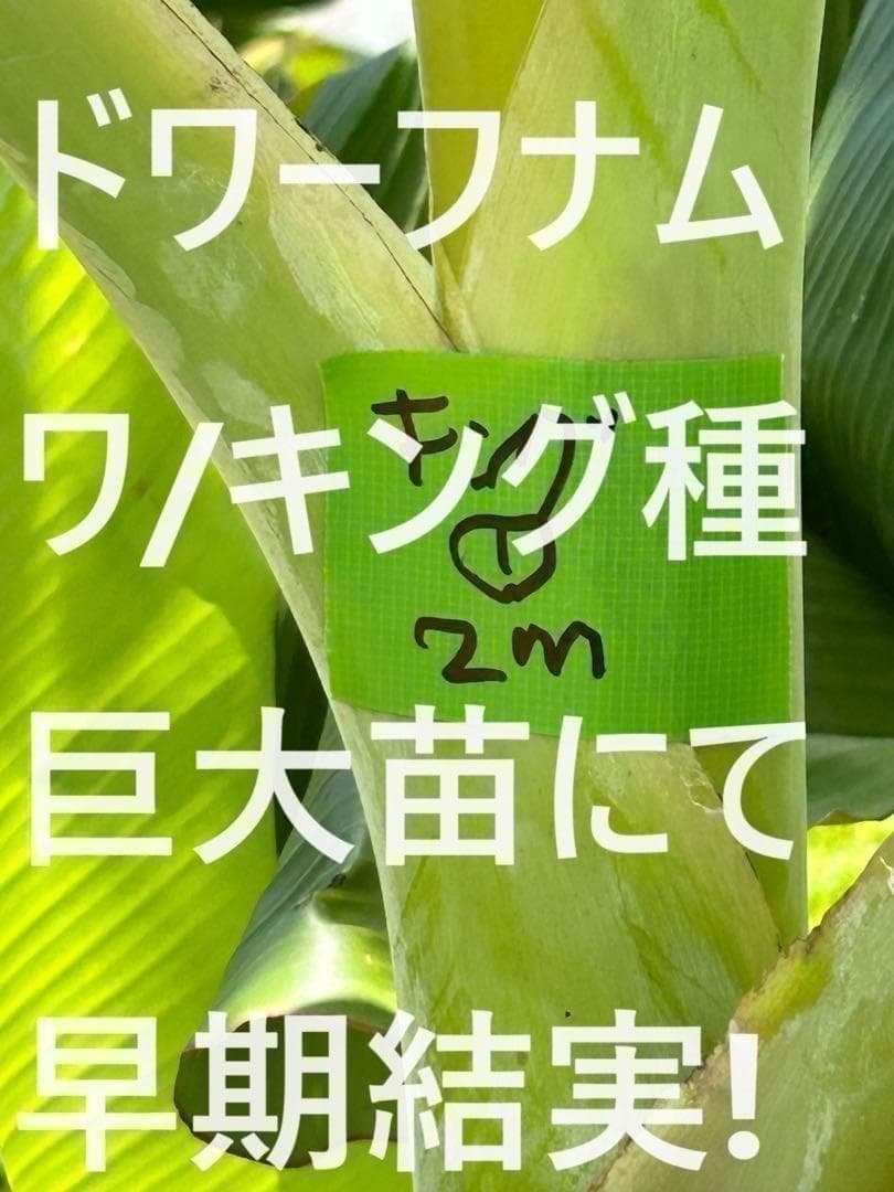 準親株、255cm◇スーパードワーフ・キングナムワ＝バナナ苗◇関東露地