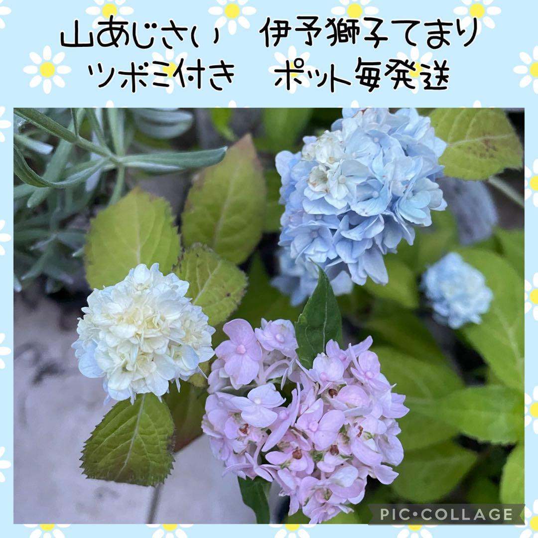花苗】ヤマアジサイ 伊予獅子てまり ポットごと発送 紫陽花 山紫陽花