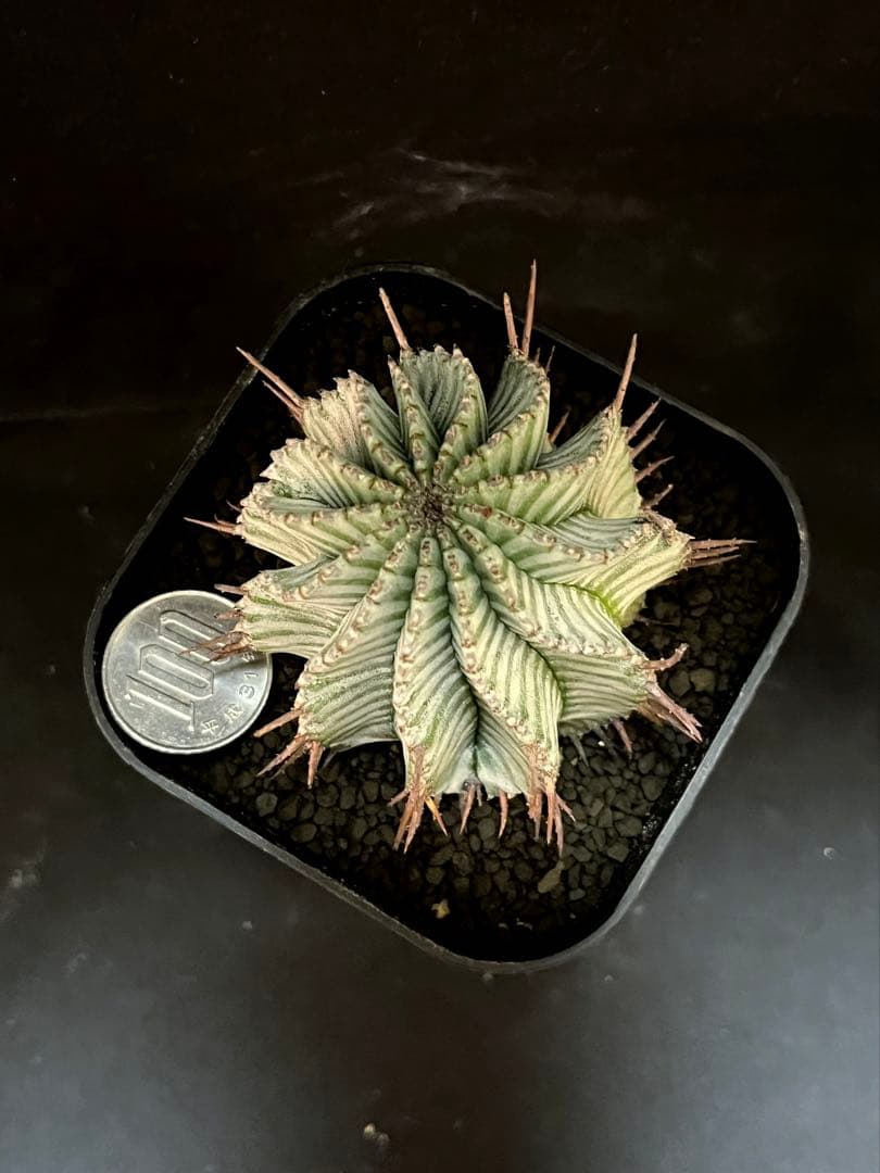 ユーフォルビアホリダ White zebra S胴太 選抜 特大サイズ 観葉植物