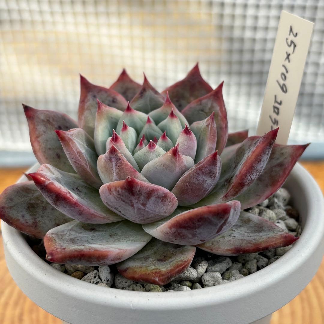 31.【札付き】25×109コロラータ Mさん苗 Mコロ 多肉植物 エケベリア