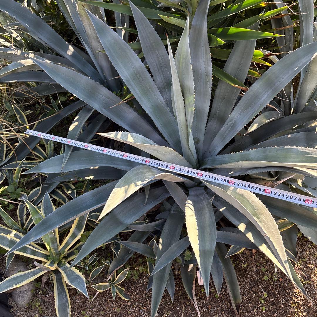 特大　巨大　アガベ　アメリカーナ　オアハカエンシス　ドライガーデン　34 アガベ・アメリカーナ 'オアハカセンシス'｜Agave americana v