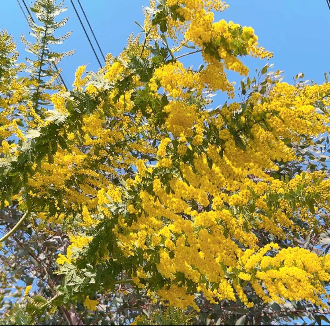 ミモザ 蕾又は開花後発送 8本 - メルカリ