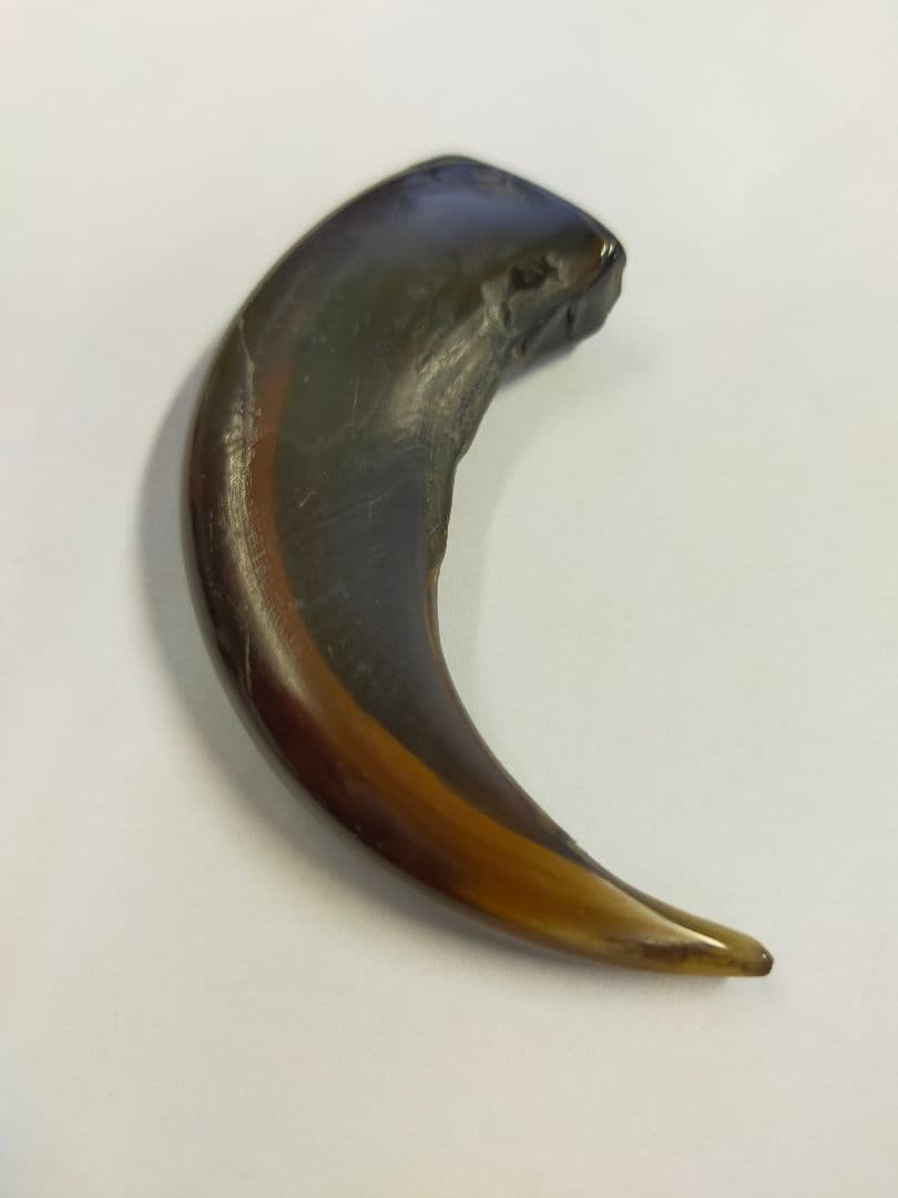 熊の爪 ひぐま 特大 アクセサリーにも - メルカリ