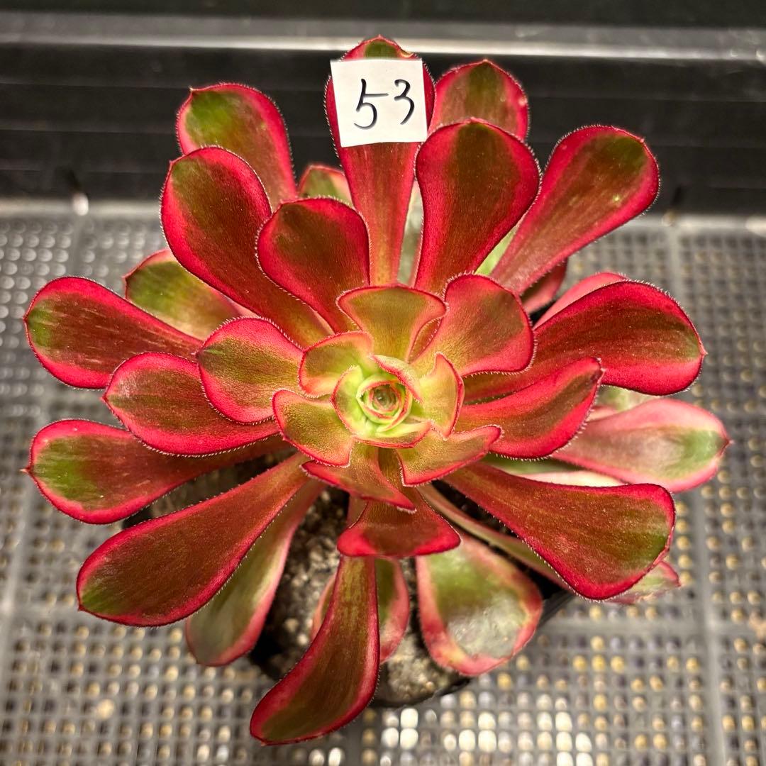 53 #多肉植物アエオニウム錦❤️ シャネル❤️1大頭 13cm拨き苗 - メルカリ