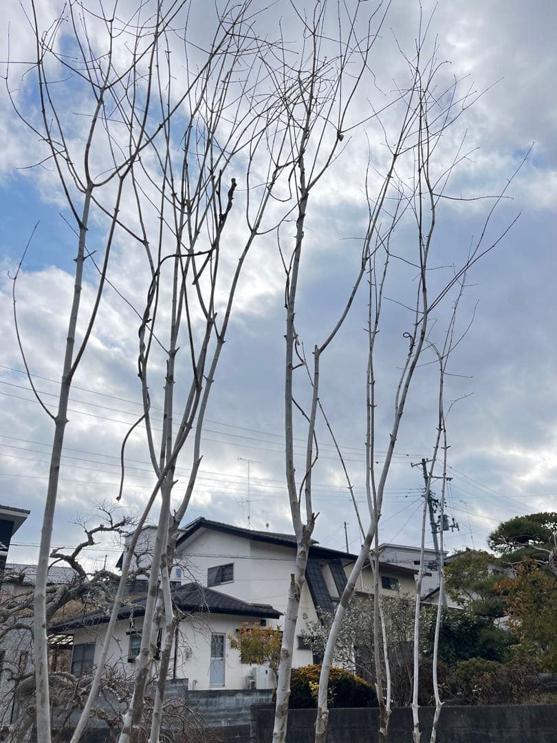 天然樹形 アオダモ - 白斑点模様の美しい6本立ち - メルカリ