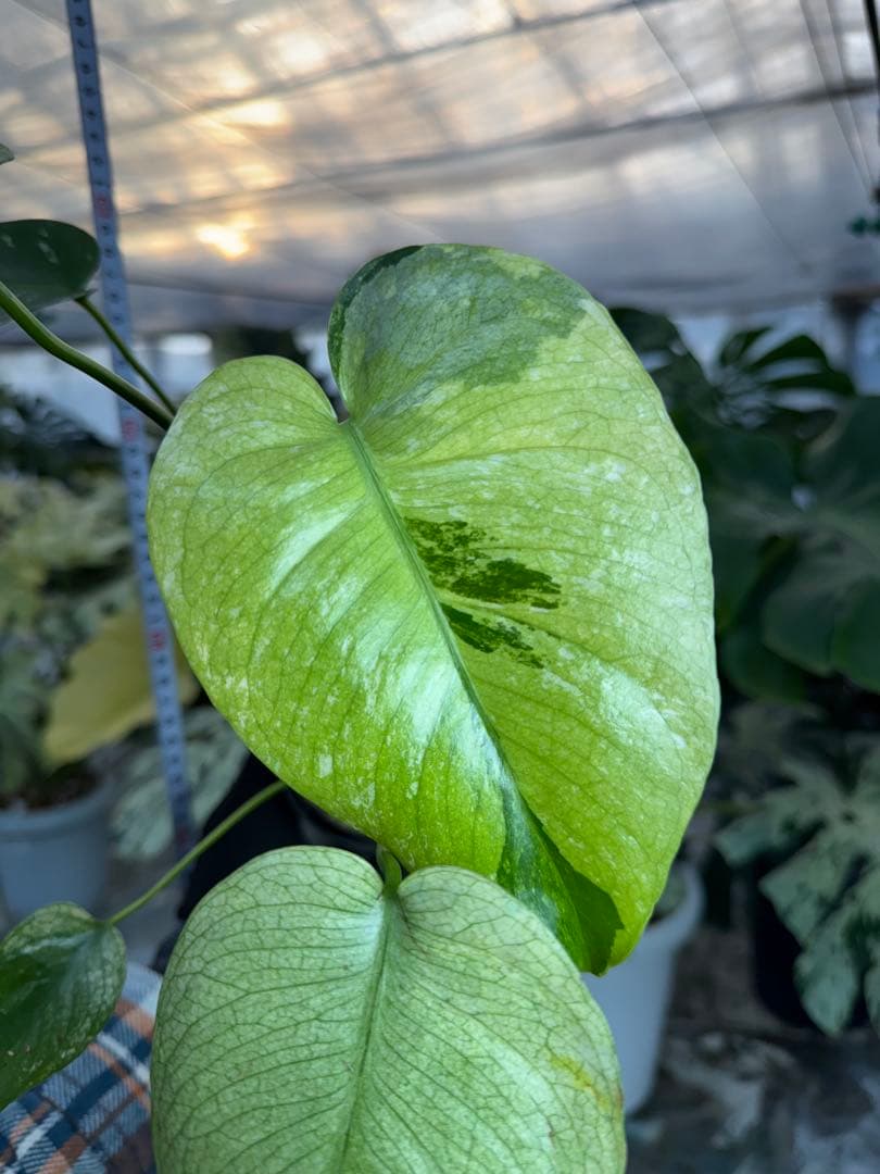 R1 モンステラ　デリシオーサ　トリカラー　美斑入り モンステラ・デリシオーサ 'ミント トリカラー' Monstera deliciosa