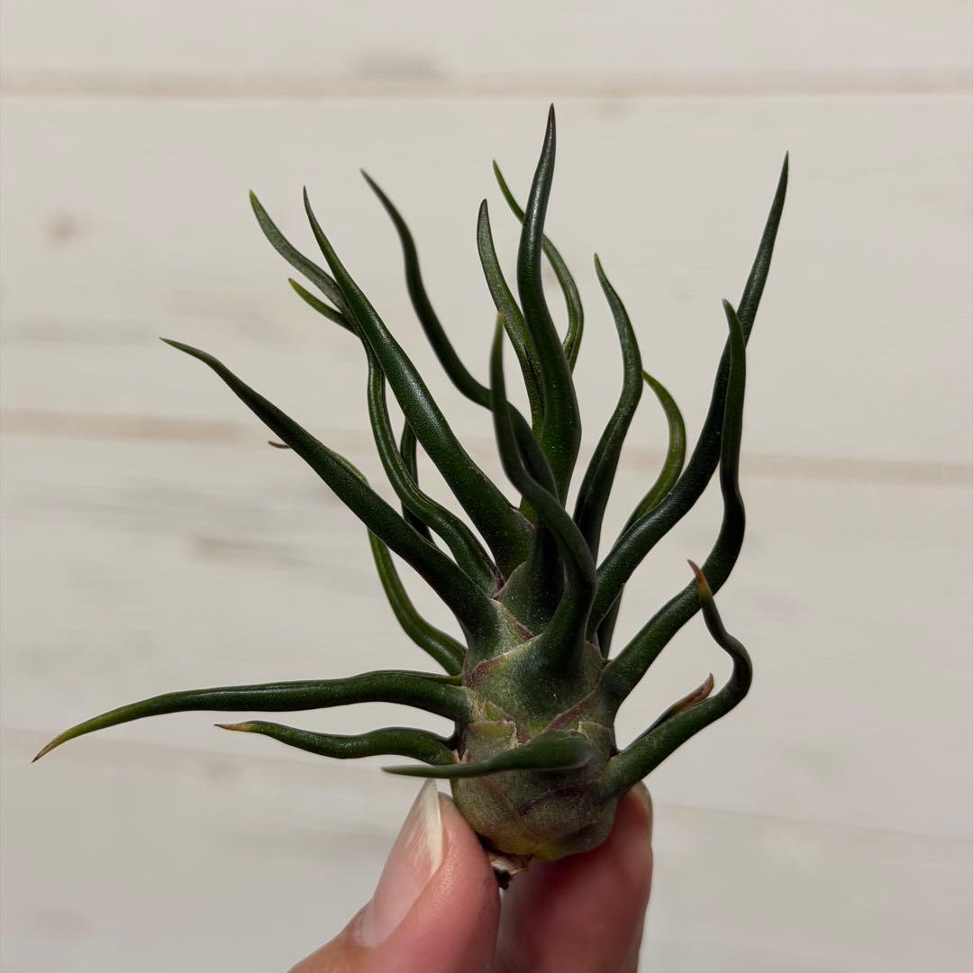 ブロメリア・エアープランツ Tillandsia bulbosa 'Tiny Dancer\" Tillandsia bulbosa 'Tiny Dancer' この小ささで良い密度😁 #bulbosa