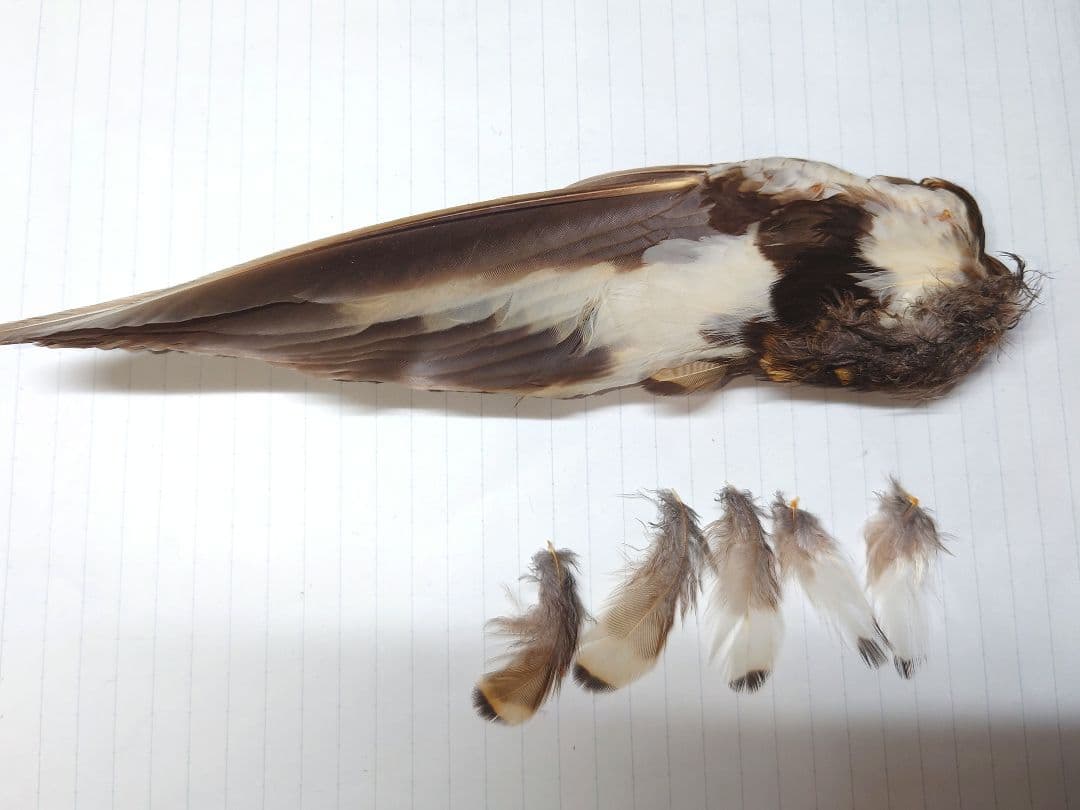 トラツグミの翼標本 希少 日本の野鳥 鳥の羽 - メルカリ