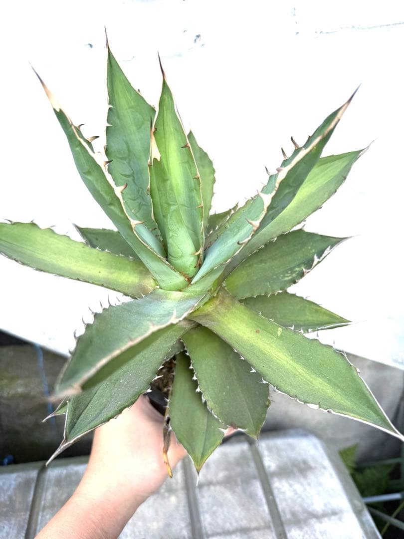 ❣️多肉植物 アガベ 子株付き 品種不明 鉢付き❣️ ミニチュア アガベAセット – LOBINDON