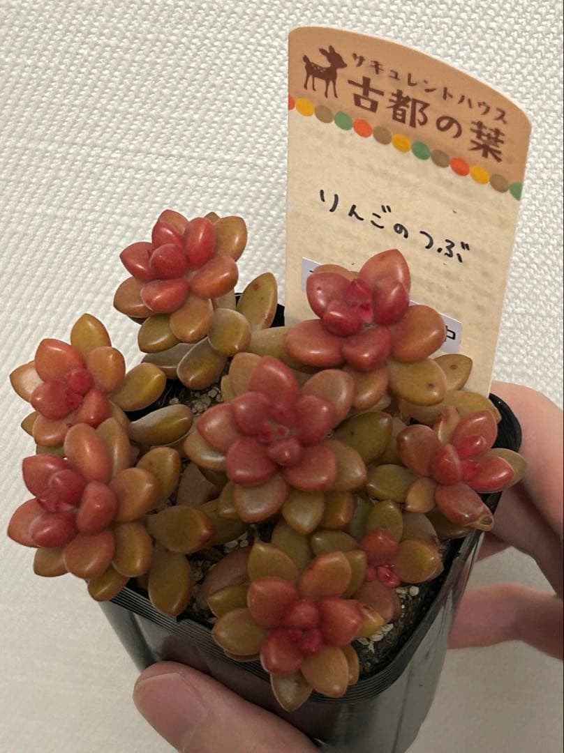 古都の葉さん りんごのつぶ メルカリ便 札付き・抜き苗 - メルカリ