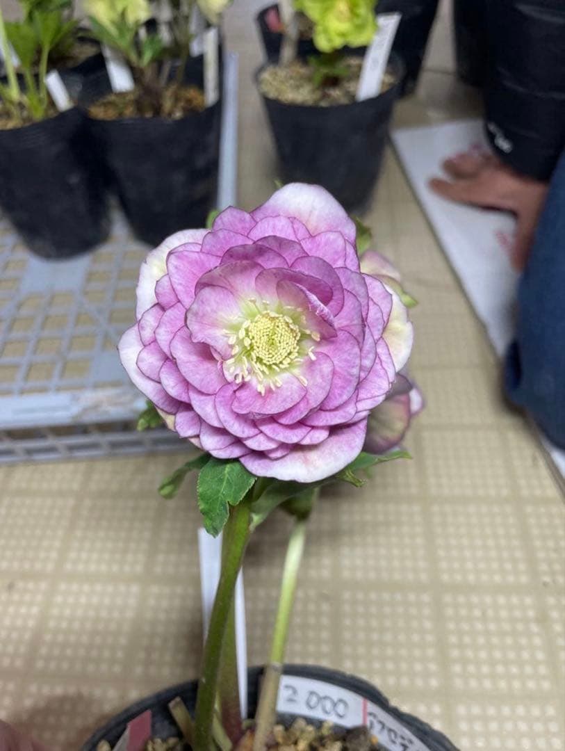 花 micco