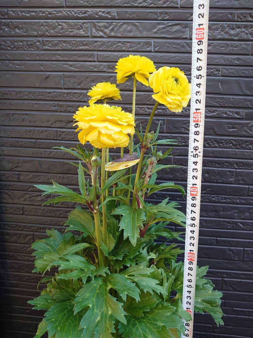 ラナンキュラスラックス アルテミスII 変わり咲き 開花鉢 - メルカリ