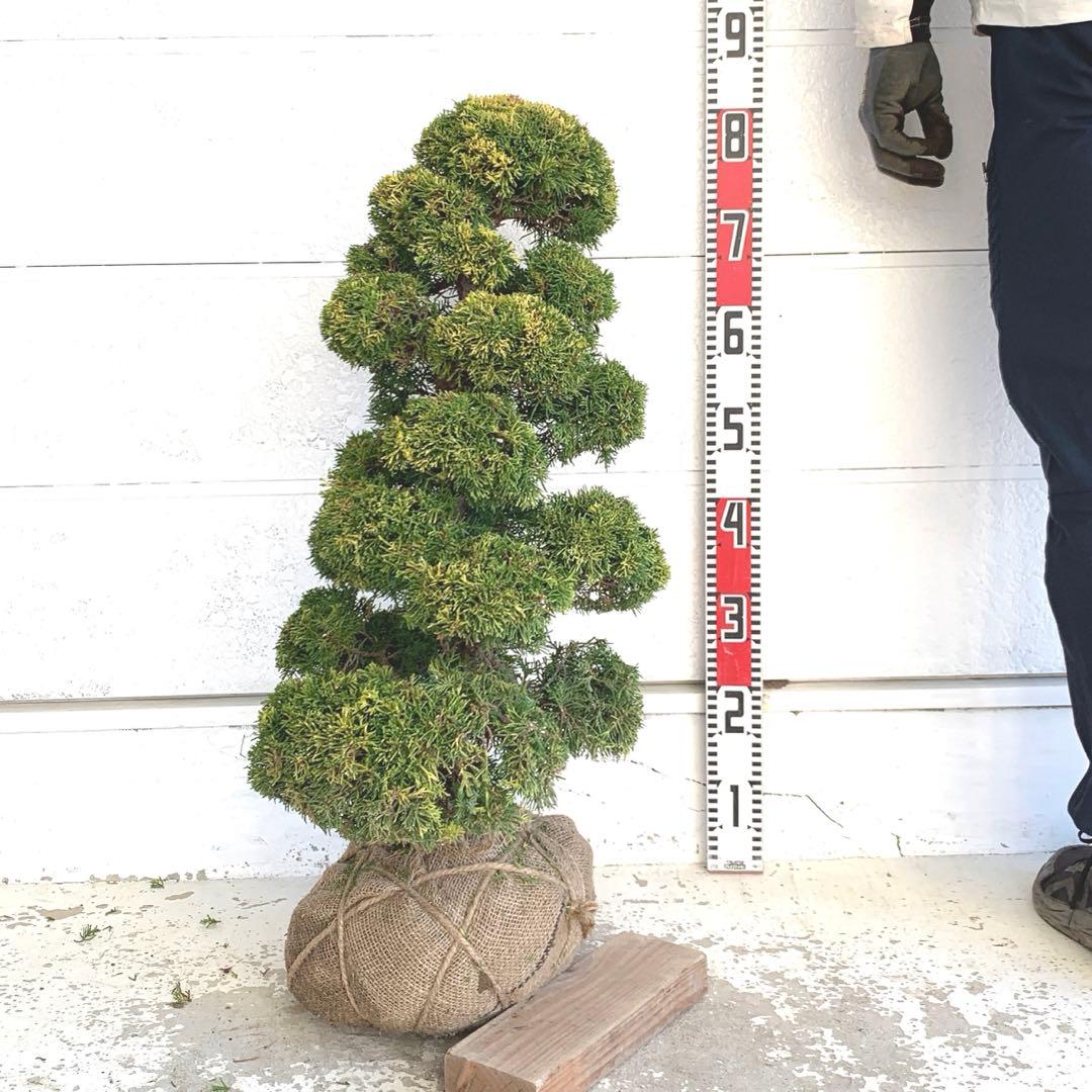 売り尽くし 黄金真柏 約70cm【オウゴンシンパク/盆栽/日本庭園】48
