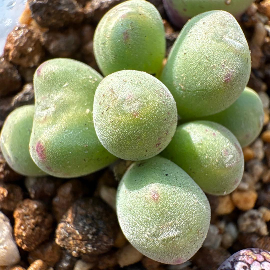 多肉植物 コノフィツム 口笛 群生株 8頭 - メルカリ