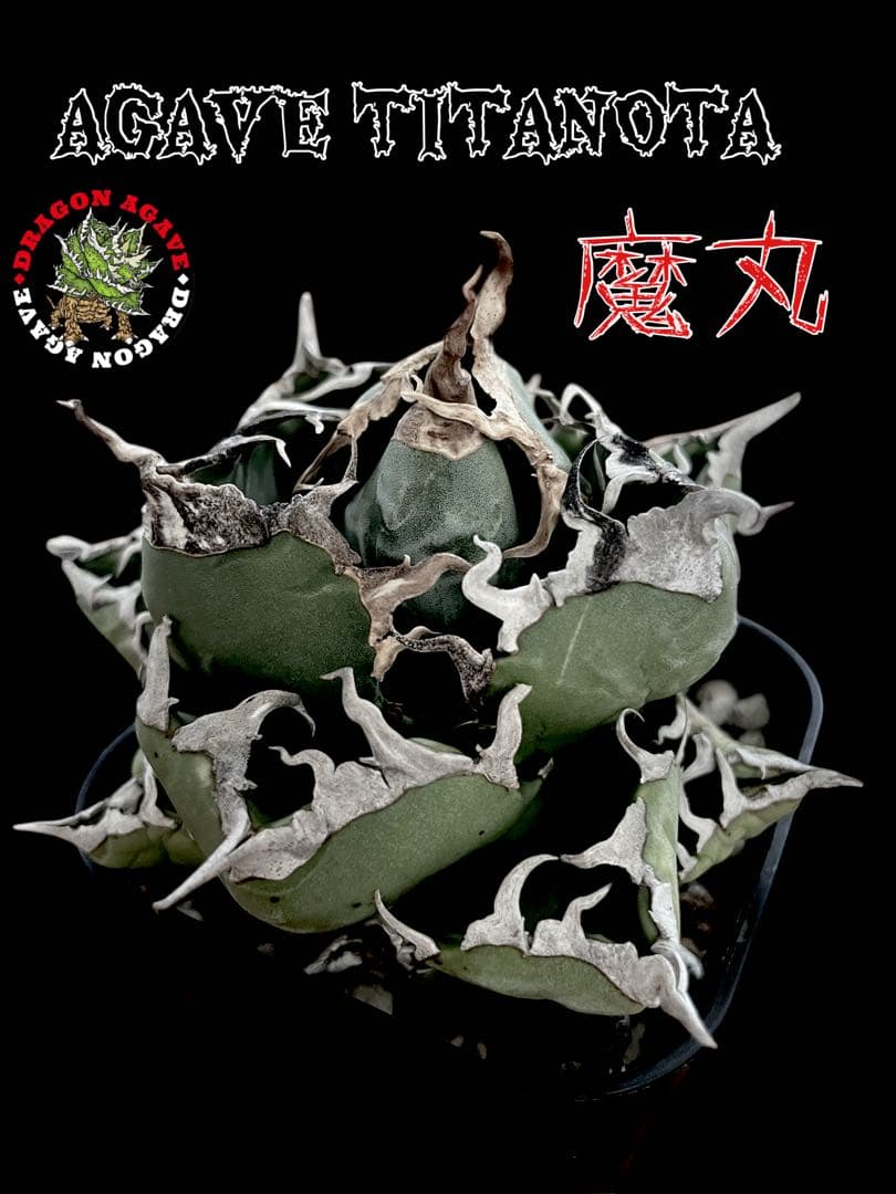 精品美株【台湾株】アガベチタノタ 魔丸 スパチタ ままる まがん