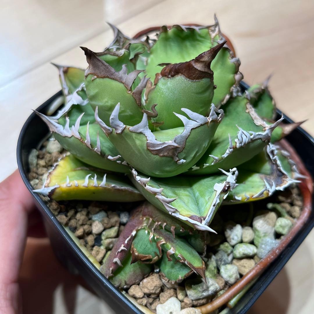 Agave titanota CJ-4 アガベ チタノタ - メルカリ
