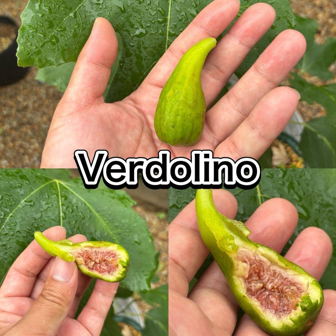 イチジク【穂木】の販売【品種名】Verdolino穂木　２本 イチジク【穂木】の販売【品種名】 Grecia Illa de Cos穂木 2本｜Yahoo