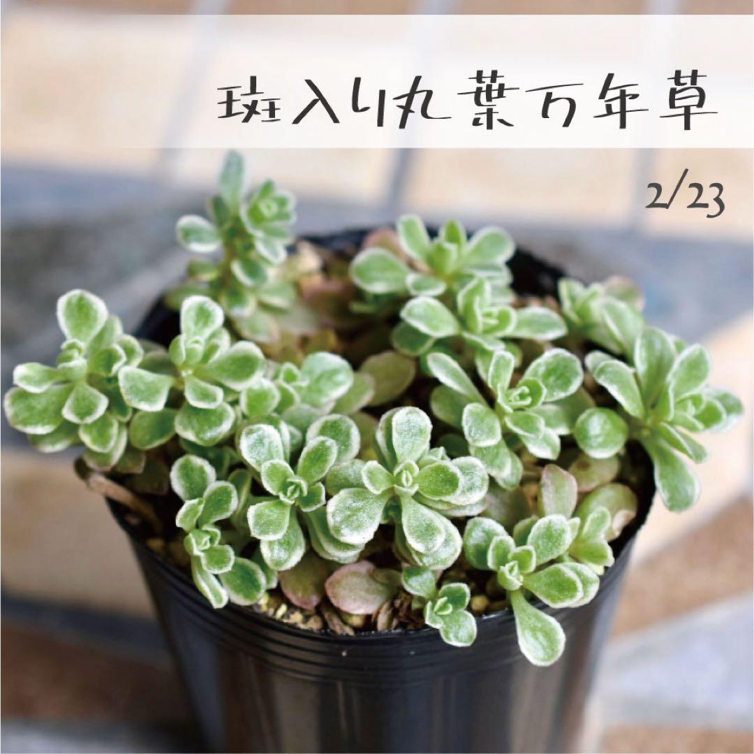 多肉植物【斑入り丸葉万年草】セダム ポットごと or 抜き苗 6㎝ポット