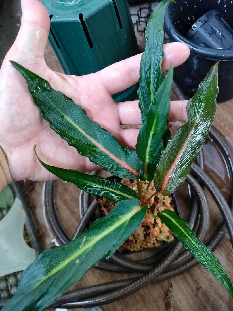 Homalomena sp. West Papua ホマロメナspパプア - メルカリ