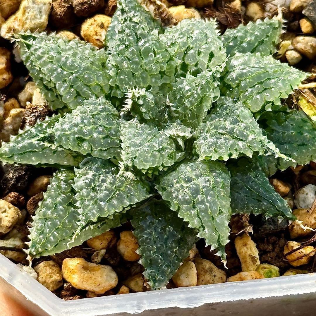 バブルコレクタ 超美株 ハオルチア 観葉植物 E11 - メルカリ