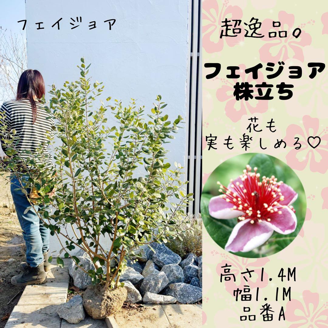 超逸品。フェイジョア株立ち1.4M(鉢底から)品番A 超逸品。フェイジョア株立ち1.4M(鉢底から)品番B 超逸品。フェイジョア