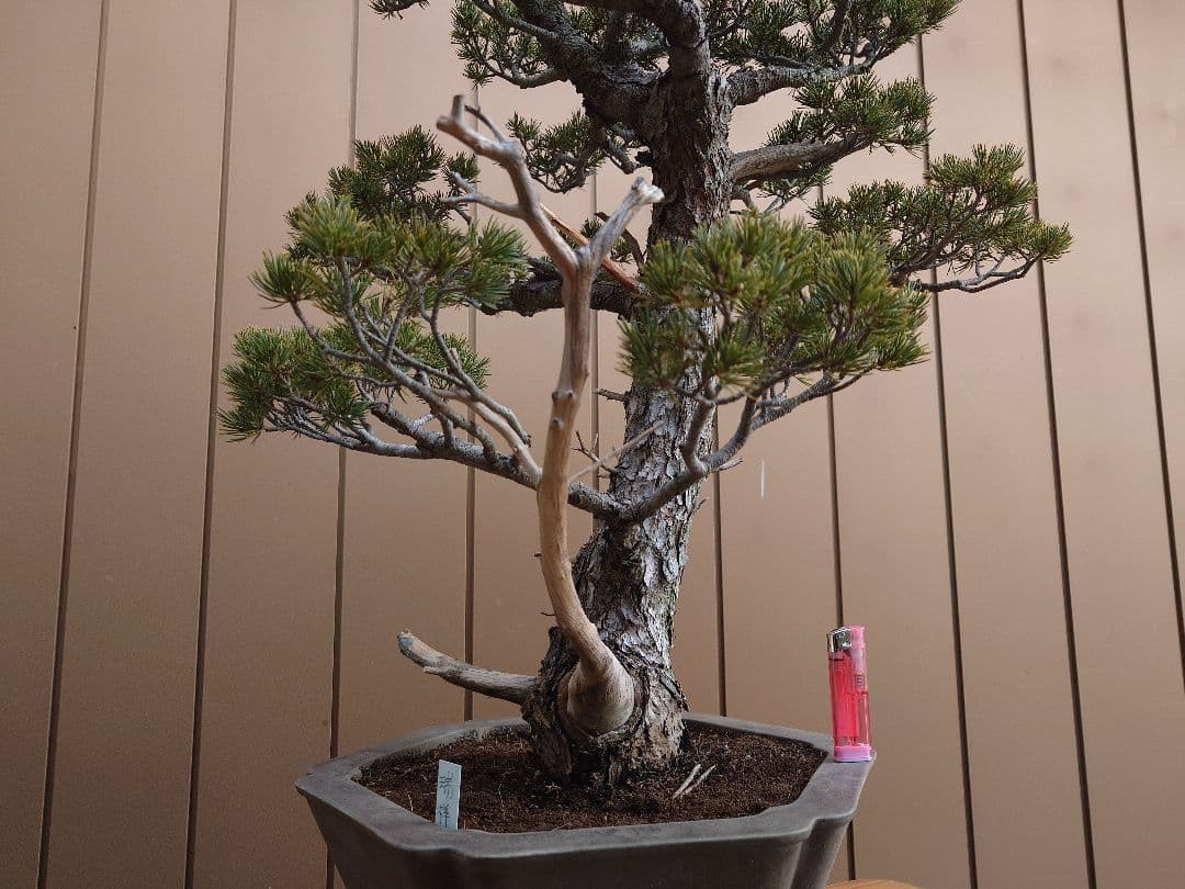 盆栽 瑞祥 五葉松 樹高69cm - メルカリ