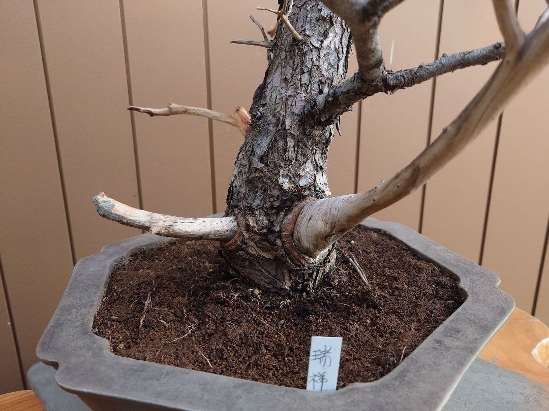 盆栽 瑞祥 五葉松 樹高69cm - メルカリ