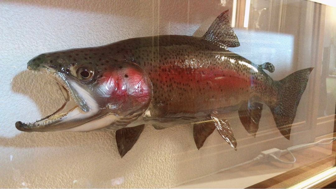魚類剥製 ニジマス 雄 57㎝ - メルカリ