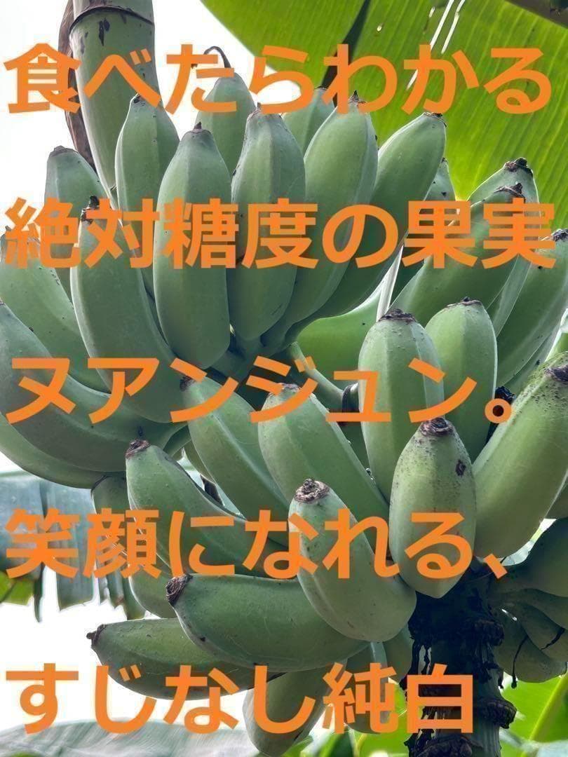 120cm最高峰＝至福糖度◇ドワーフ・ヌアンジュン.バナナ苗◇耐寒。TV